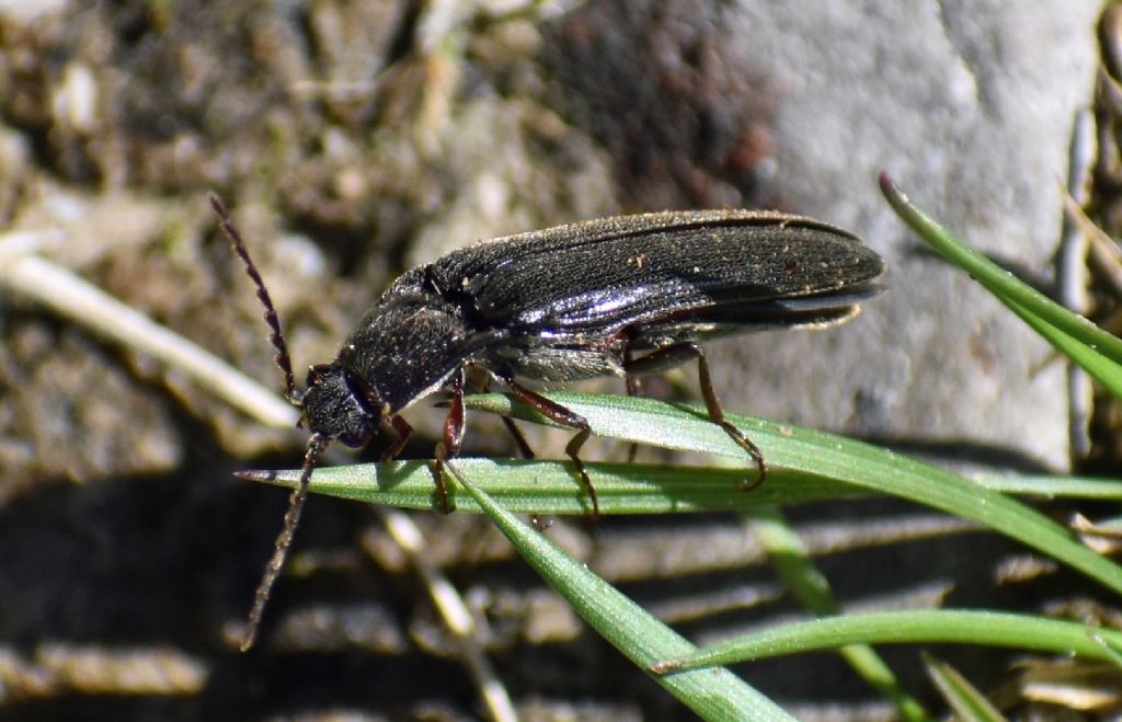 Elateridae: Melanotus sp.